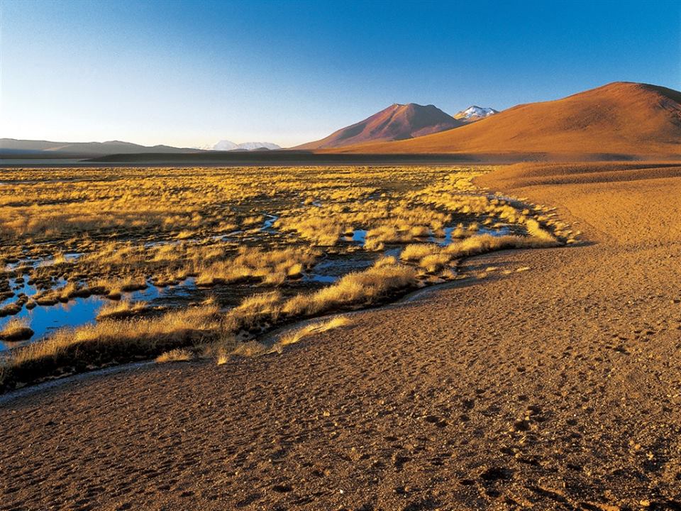 bofedales-atacama