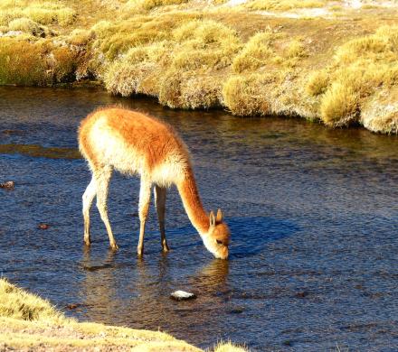 4 Days in Atacama Desert.