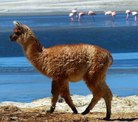 4 Days in Atacama Desert.